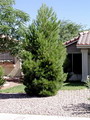 Pinus eldarica